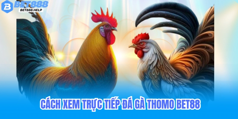 Bet88 & Đá Gà Thomo - Trực Tiếp Kịch Tính, Cá Cược Minh Bạch 5 Cách xem trực tiếp đá gà Thomo trên Bet88