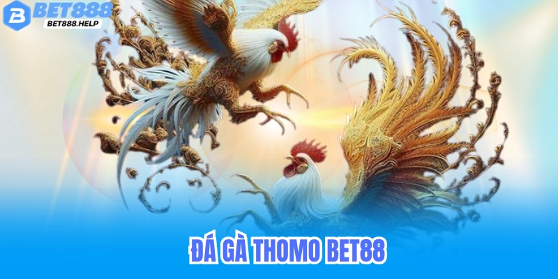 Bet88 & Đá Gà Thomo - Trực Tiếp Kịch Tính, Cá Cược Minh Bạch 4 Đá gà thomo bet88
