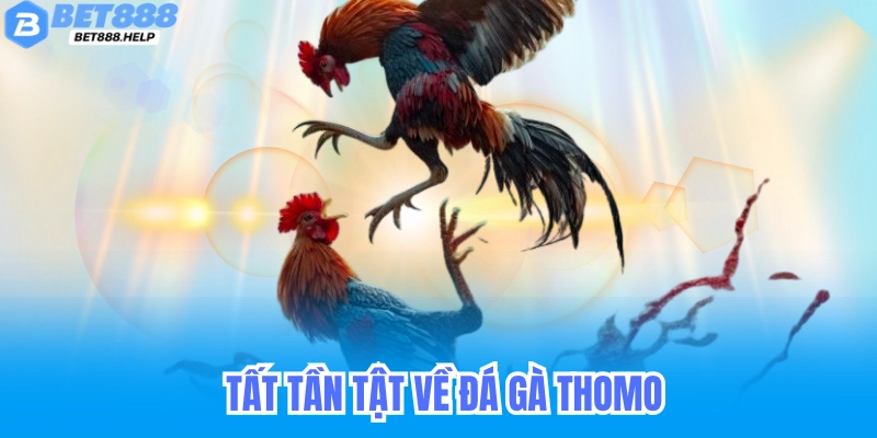 Bet88 & Đá Gà Thomo - Trực Tiếp Kịch Tính, Cá Cược Minh Bạch 7 Tất Tần Tật Về Đá Gà Thomo Tại Bet88